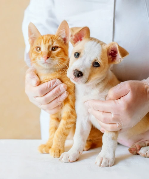 LovinCare Veterinary Medical Centre | About Us